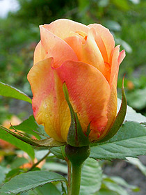 Bocciolo di rosa Maigold