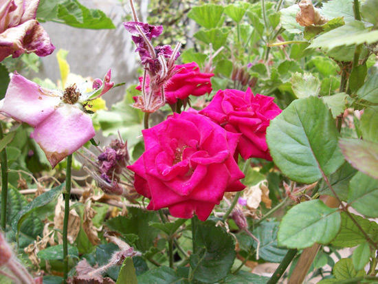 Rosa Lisa