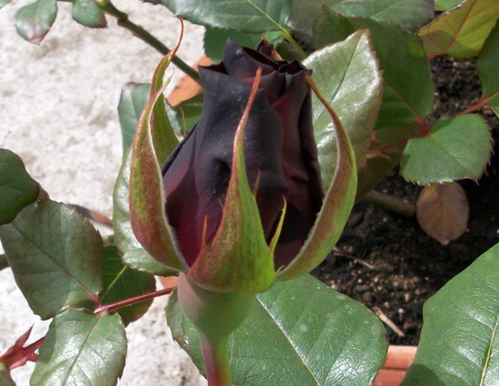 Rosa Lisa 100 2292