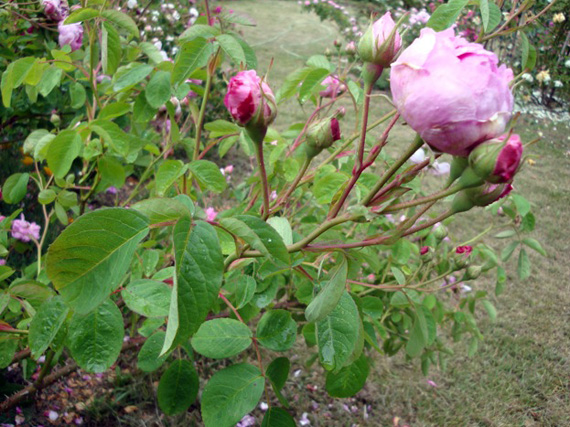 Rosa Rafael rosa maino narcisa