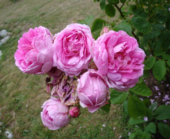 Rosa Rafael rosa maino narcisa1