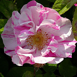 Rosa gallica versicolor - Europa, Asia sud occidentale, molto antica - Rosa gallica versicolor - Europa, Asia sud occidentale, molto antica -