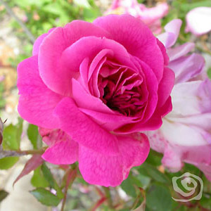 Rosa Reine des Violettes - Francia 1860 Rosa Reine des Violettes