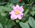 rosa palustris, palustris, rosa