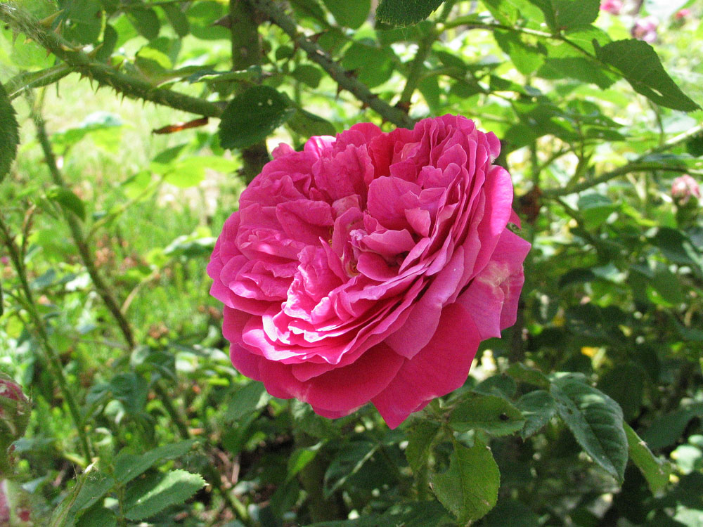 Fiore di rosa di Carlo2