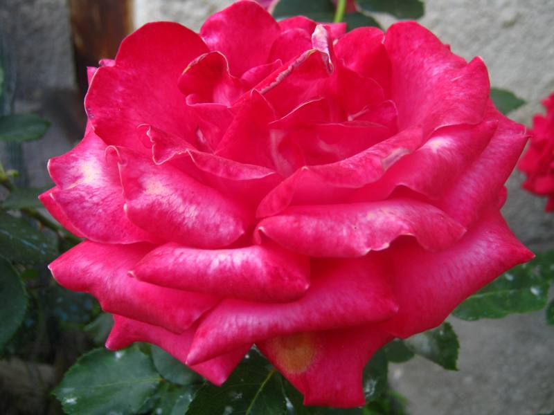 Rosa di Sofia 1