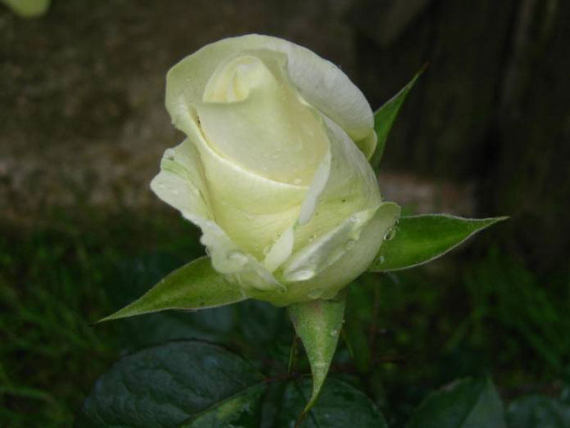 La Rosa di Sofia 4