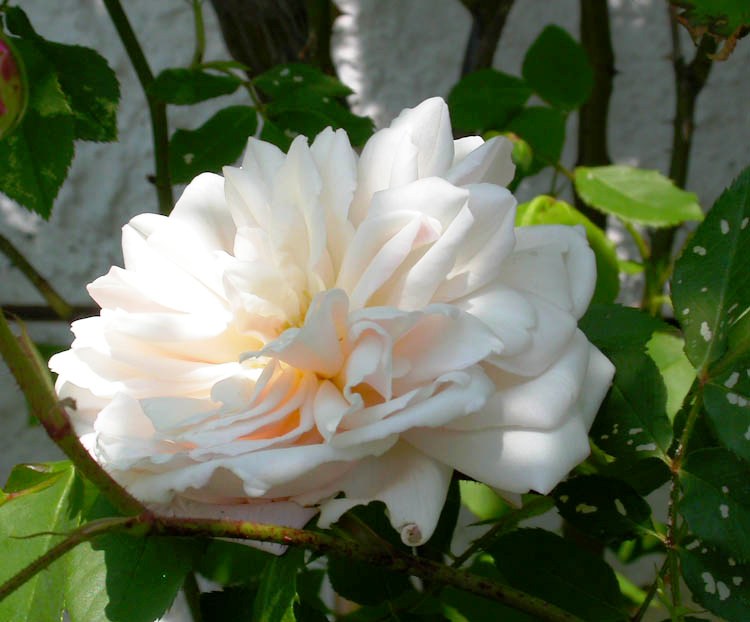 Rosa Madame Alfred Carriere 