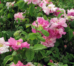 Rosa gallica versicolor - Europa Asia sud occidentale