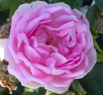Rosa Celestial - data sconosciuta, molto antica -
