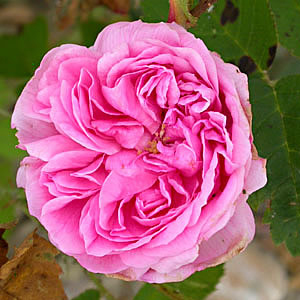 Rosa x Centifolia