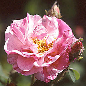 Rosa York and Lancaster