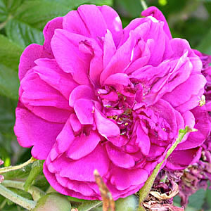 Rosa Rose a Parfum de l'Hay
