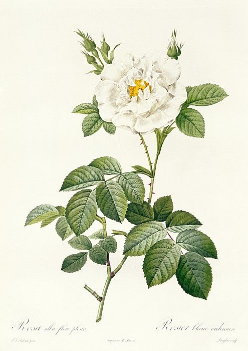 Rosa alba flore plena - Redoute