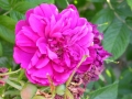 Rose a Parfum de l'Hay